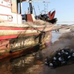 Defeso do camarão...