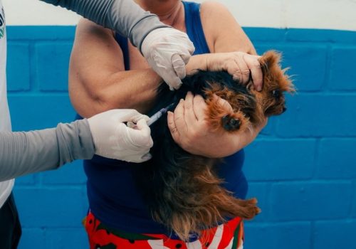 VACINA CACHORRO