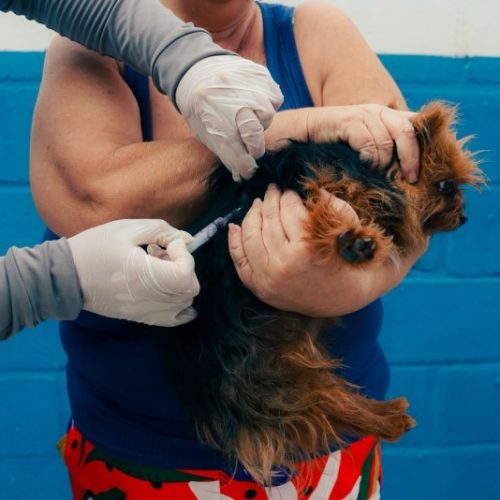 VACINA CACHORRO