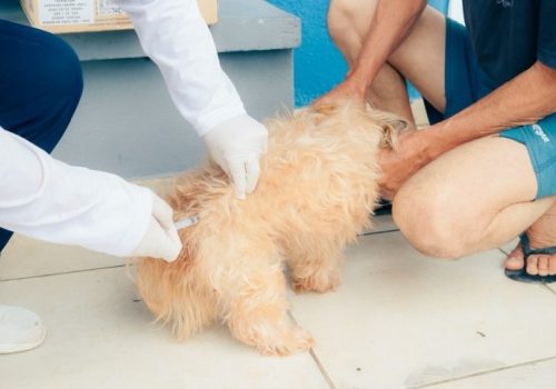 VACINAÇÃO CÃES