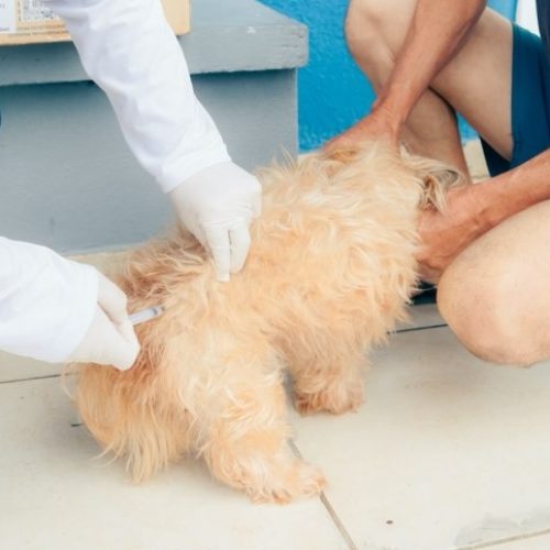 VACINAÇÃO CÃES
