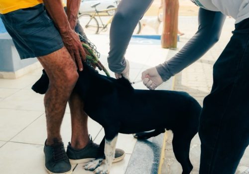VACINAÇÃO DE CÃES