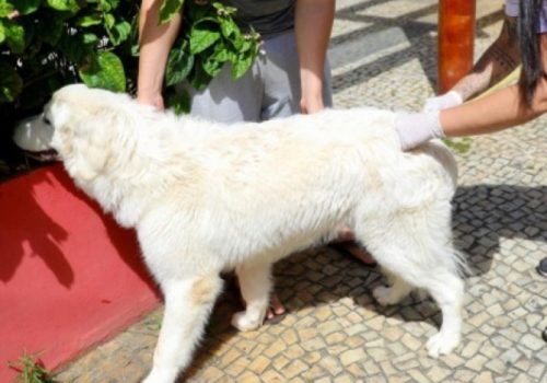 ZOONOSES
