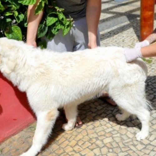 ZOONOSES